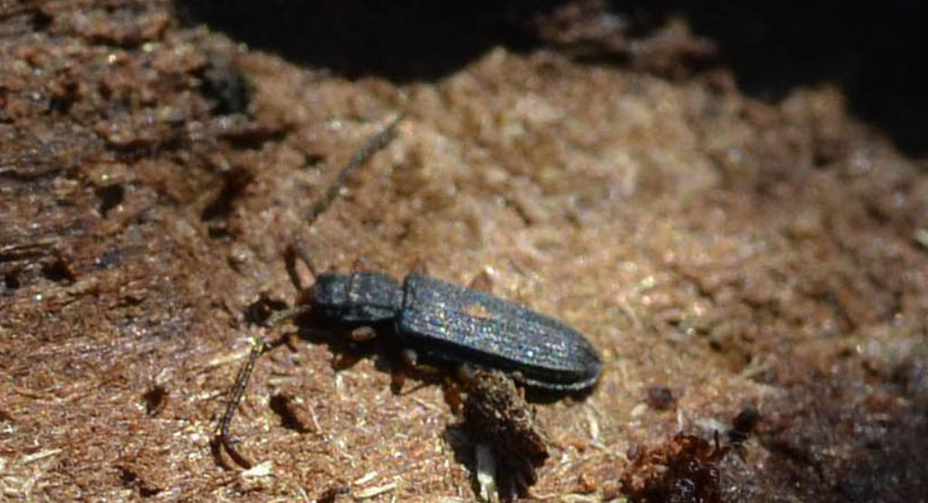 Uleiota planata (cf), Silvanidae